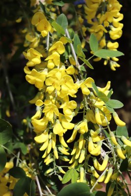 Laburnum anagyroides - štědřenec odvislý - květenství